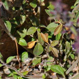 Hedeoma nana, Dwarf False Pennyroyal Leaves; Hedeoma nana, Dwarf False Pennyroyal